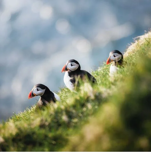 Faroe Voyage