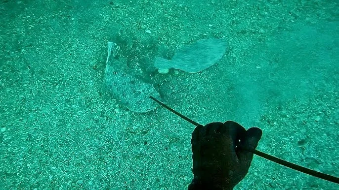 Spearfishing.fo